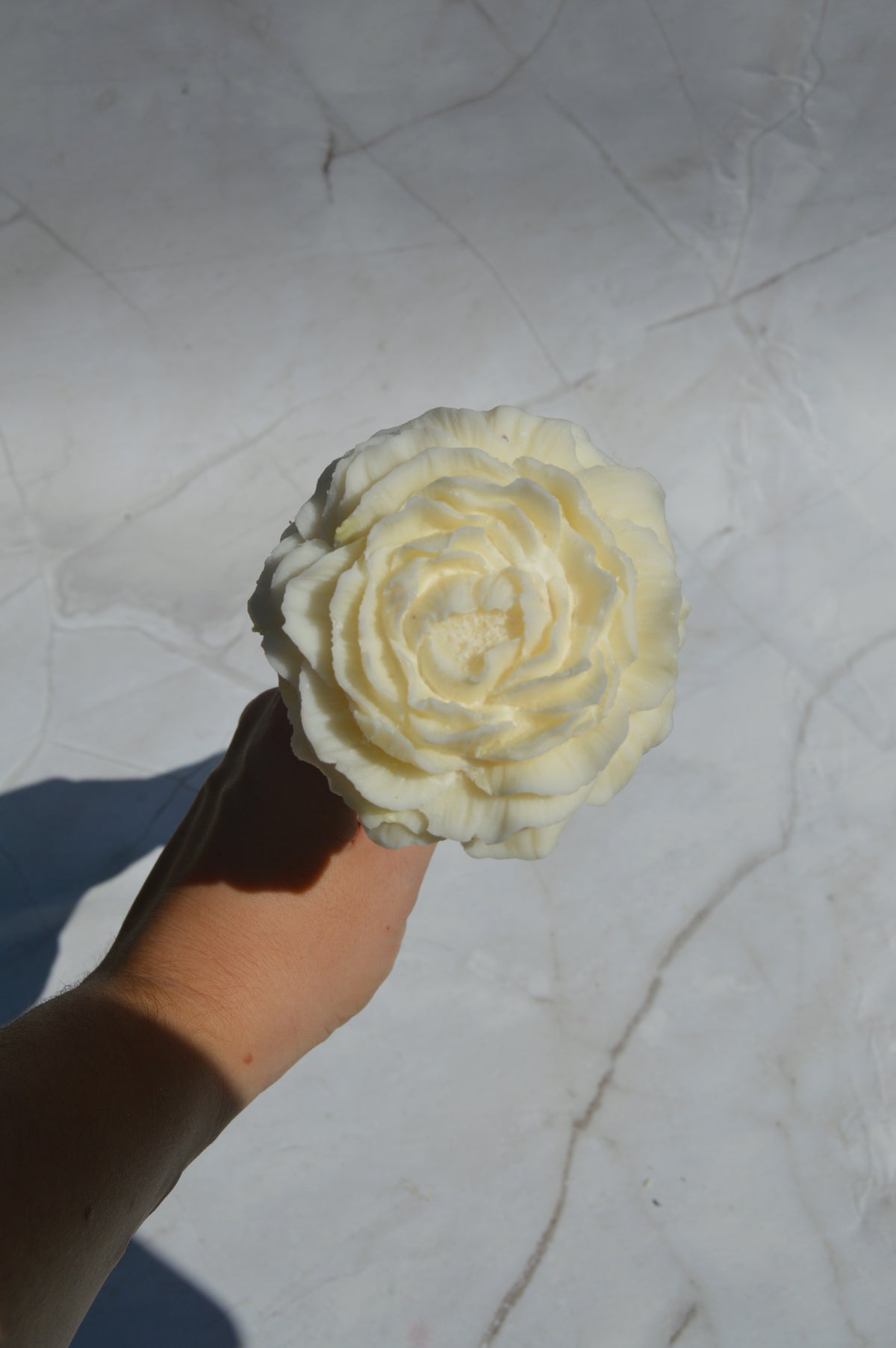 Grande pivoine